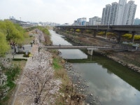 청계천 매화거리 - 팝코넷 | 자유게시판 청계천 매화거리