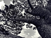 솔고개 - 팝코넷 | 팝게&톡 이슈게시판 솔고개