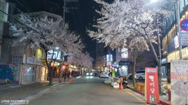 홍대솔내길의 벚꽃 야경 - 팝코넷 | 자유게시판 홍대솔내길의 벚꽃 야경