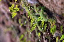 야생화 고란초 - 팝코넷 | 자유게시판 야생화  고란초
