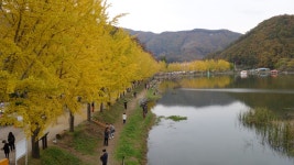 현재 괴산군 문광저수지 은행나무길 상황 - 팝코넷 | 자유게시판 현재 괴산군 문광저수지 은행나무길 상황