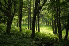 만항재 야생화 공원 - 팝코넷 | 자유게시판 만항재 야생화 공원