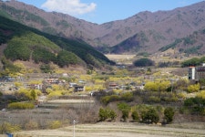 현재 구례 산수유마을 - 팝코넷 | 자유게시판 현재 구례 산수유마을