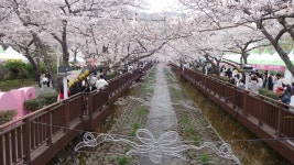 현재 진해 여좌천 - 팝코넷 | 자유게시판 현재 진해 여좌천