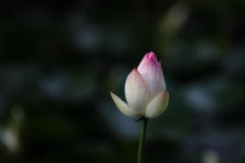 영월 보덕사 - 팝코넷 | 자유게시판 영월 보덕사