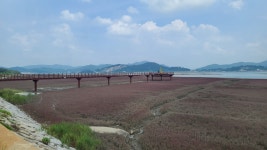 현재 석모도 칠면초 해안길공원 - 팝코넷 | 자유게시판 현재 석모도 칠면초 해안길공원