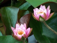 그림이 있는 정원 - 그림이 있는 정원