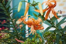 [RX 100] 나리꽃 - 똑딱이 Talk [RX 100] 나리꽃