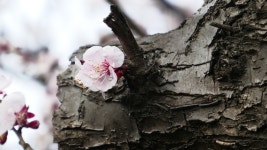 [zs110] 봄의 화단 - 똑딱이 Talk [zs110] 봄의 화단