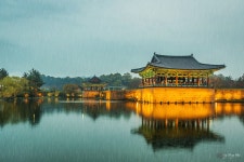 비오는 안압지의 야경 - 캐논 Talk 비오는 안압지의 야경