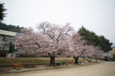 [5D MarkIII] 고창 심원 초등학교 벚꽃 나무 - 캐논 Talk [5D MarkIII] 고창 심원 초등학교 벚꽃 나무