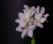 paperwhite flower 2 - 캐논 Talk paperwhite flower 2