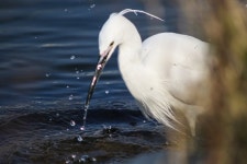 천변 - 캐논 Talk 천변