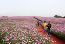 6d 24-70 코스모스길2 - 캐논 Talk 6d 24-70 코스모스길2