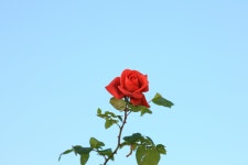 1 Ds m3,, 올림픽 공원장미정원 - 캐논 Talk 1 Ds m3,, 올림픽 공원장미정원