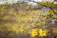 [5D Mark4] 생존 신고 - 이천 산수유 마을 산수유 - 캐논 Talk [5D Mark4] 생존 신고 - 이천 산수유 마을 산수유