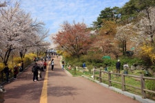 남산 벚꽃 산책 - 캐논 Talk 남산 벚꽃 산책