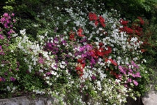 도안사 가는길 - 캐논 Talk 도안사 가는길