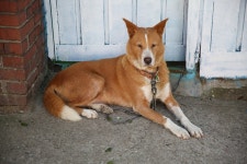 [5D M3+24-70] 강아지와 길고양이 (동화마을) - 캐논 Talk [5D M3+24-70] 강아지와 길고양이 (동화마을)