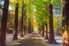 남이섬 가을 - 캐논 Talk 남이섬 가을