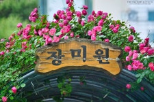 [타기종] 신트리공원의 장미 - 캐논 Talk [타기종] 신트리공원의 장미