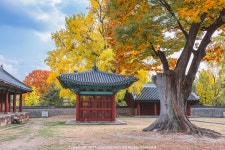 [R5 + RF2870] 성균관 명륜당 단풍 - 캐논 Talk [R5 + RF2870] 성균관 명륜당 단풍