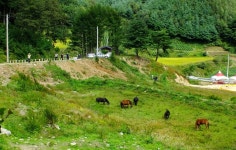 [HS30exr] 강원 원대리 자작나무 슾.. - 후지필름 Talk [HS30exr]  강원 원대리 자작나무 슾..