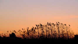 [X-T1+18-135]주말에 찍은 일몰사진 몇장. - 후지필름 Talk [X-T1+18-135]주말에 찍은 일몰사진 몇장.