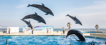 [x70] 난다 고래~~~ - 후지필름 Talk [x70] 난다 고래~~~