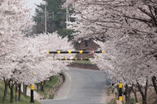 [X-PRO2] 16-55/50-140 벚꽃 나들이.. - 후지필름 Talk [X-PRO2] 16-55/50-140 벚꽃 나들이..