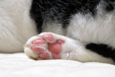 [X-Pro1] 고양이 발바닥 - 후지필름 Talk [X-Pro1] 고양이 발바닥