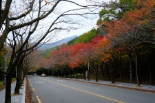 [X-T2] 팔공산 단풍터널 - 후지필름 Talk [X-T2] 팔공산 단풍터널