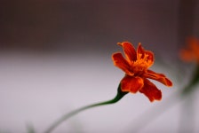 [덕팔이] 이름도 모르고 찍는 꽃사진 - 니콘 Talk [덕팔이] 이름도 모르고 찍는 꽃사진