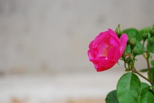 [덕팔이] 장미로 오늘하루 마무으리 - 니콘 Talk [덕팔이] 장미로 오늘하루 마무으리