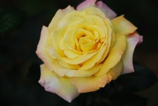 [덕팔이] 장미 - 니콘 Talk [덕팔이] 장미