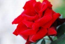 [덕팔이] 장미 - 니콘 Talk [덕팔이] 장미