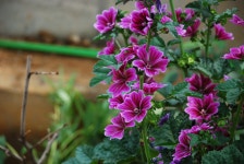 [덕팔이+18-135] 일상 스냅 - 니콘 Talk [덕팔이+18-135] 일상 스냅