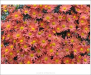 [D3s] 가을스냅 - 니콘 Talk [D3s] 가을스냅