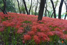 마산 산호공원 꽃무릇 - 니콘 Talk 마산 산호공원 꽃무릇