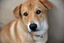 장군이 새집 - 니콘 Talk 장군이 새집