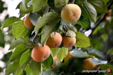 [D7100] 결실의 계절 - 니콘 Talk [D7100] 결실의 계절