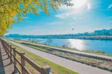 [D5500+1855VR] 아산 곡교천 은행나무 길 - 니콘 Talk [D5500+1855VR] 아산 곡교천 은행나무 길