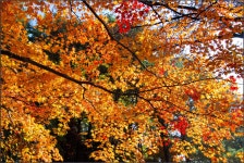 [D200+토키나16-28]]가을 깊은 날에...3 - 니콘 Talk [D200+토키나16-28]]가을 깊은 날에...3