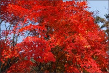 [D200+토키나16-28]]가을 깊은 날에...2 - 니콘 Talk [D200+토키나16-28]]가을 깊은 날에...2