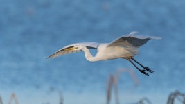 [D500+600FL]백로의 美 - 니콘 Talk [D500+600FL]백로의 美