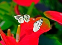 겨울나비 - 니콘 Talk 겨울나비