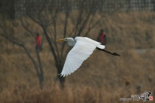 [D500+16-300] 백로 - 니콘 Talk [D500+16-300] 백로