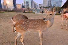 센트럴파크 사슴농장 - 니콘 Talk 센트럴파크 사슴농장