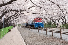 [D810] 진해 경화역 - 니콘 Talk [D810] 진해 경화역