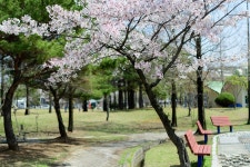 [D500+35a]공원의 봄 - 니콘 Talk [D500+35a]공원의 봄